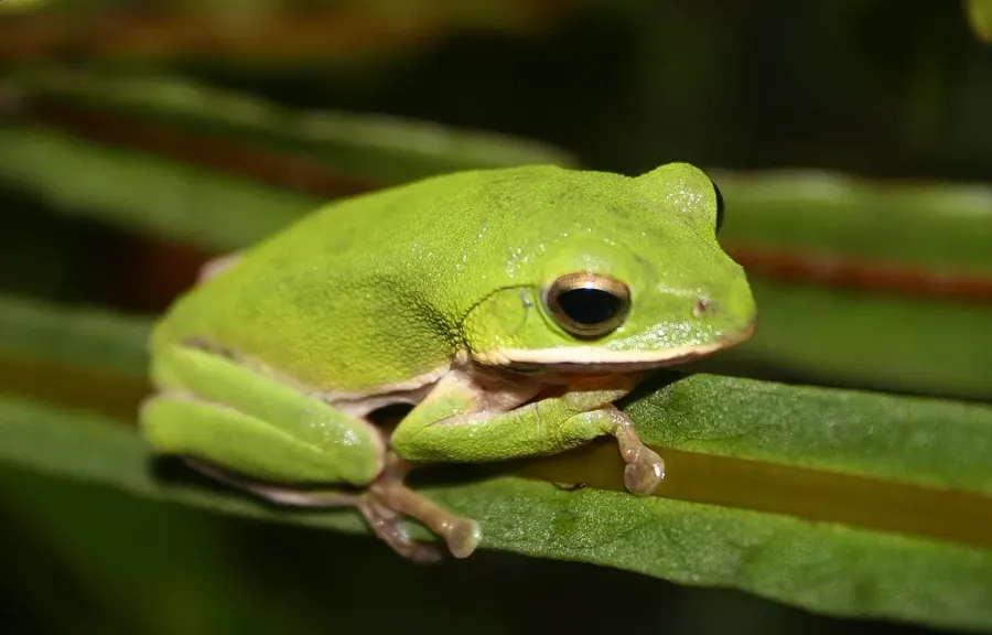 La carte Rhacophorus arvalis