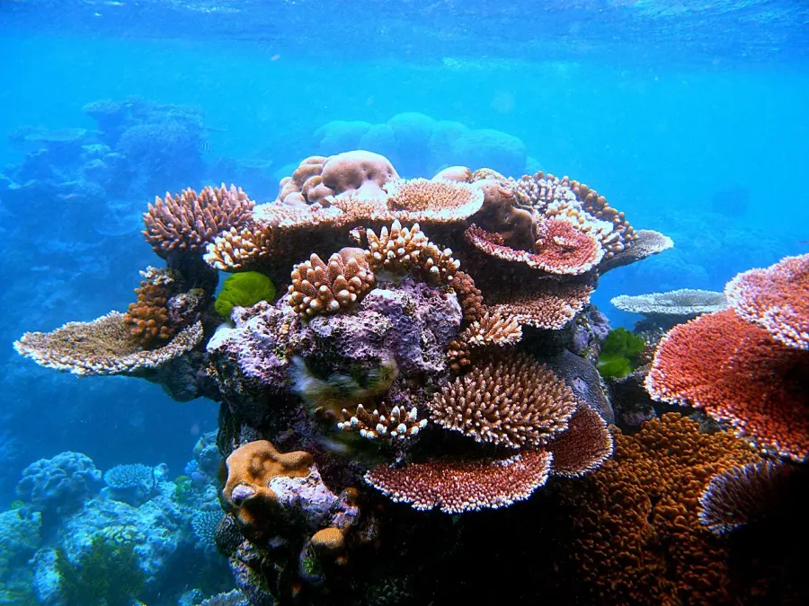 The Coral reef card
