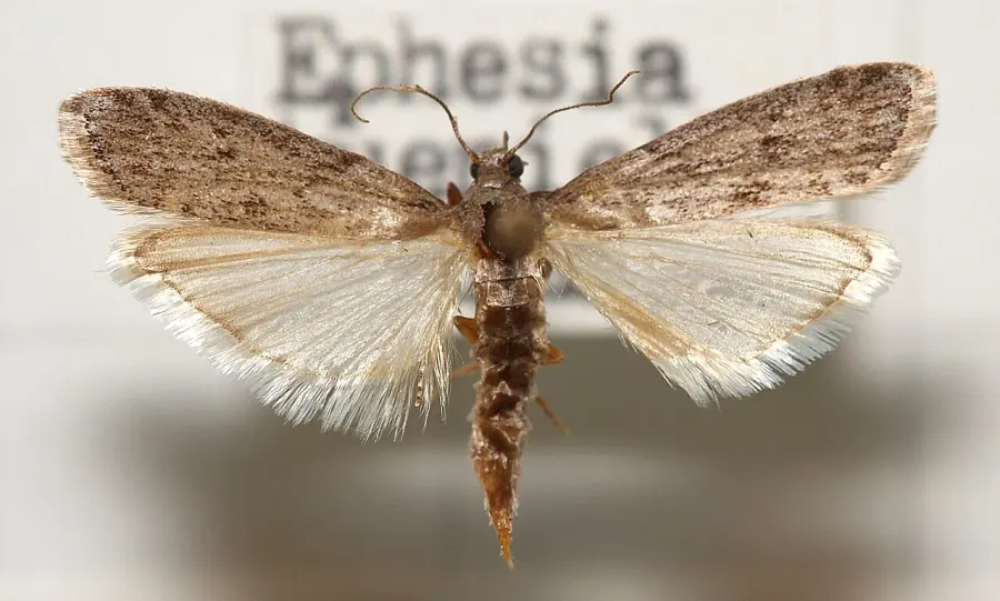 La carte Ephestia kuehniella