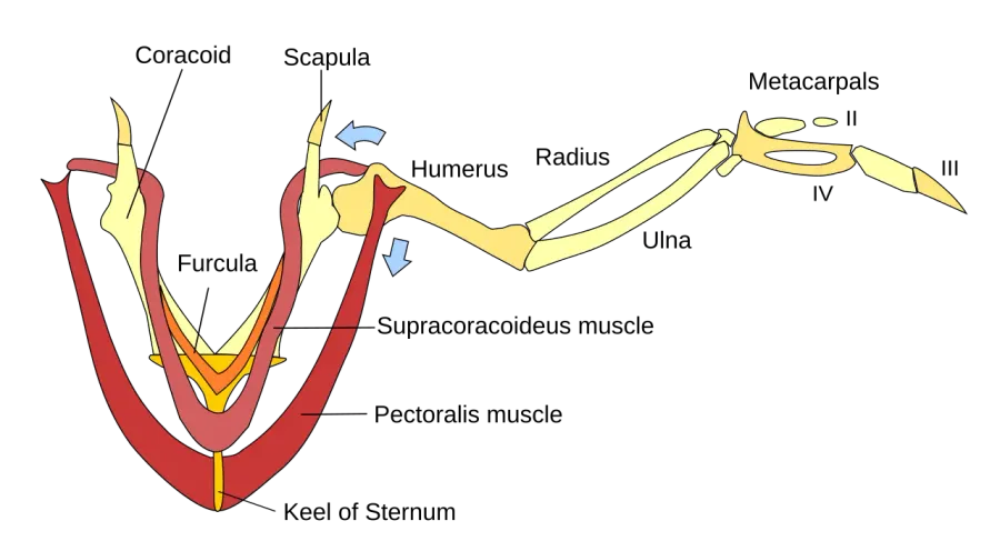 The Coracoid card