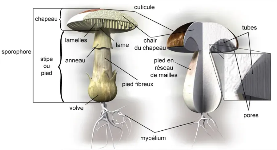 La carte Sporophore
