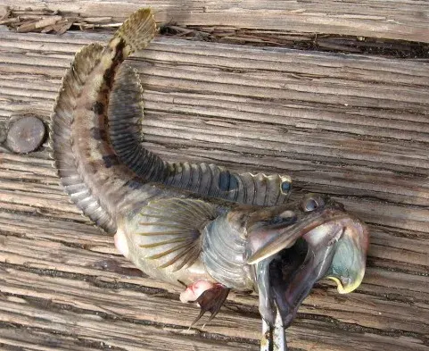The Sarcastic fringehead card