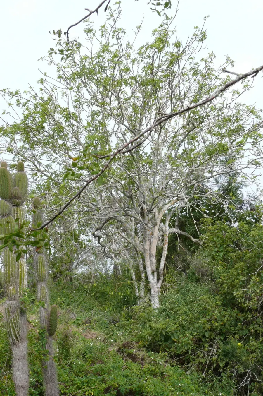 The Bursera graveolens card