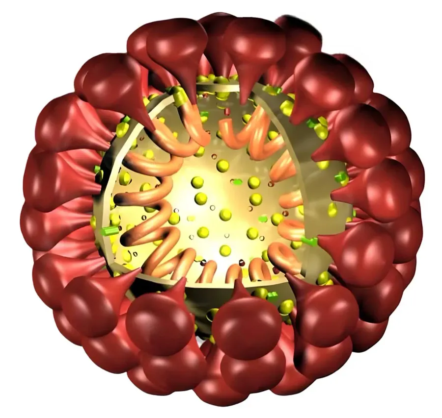 La carte Coronaviridae