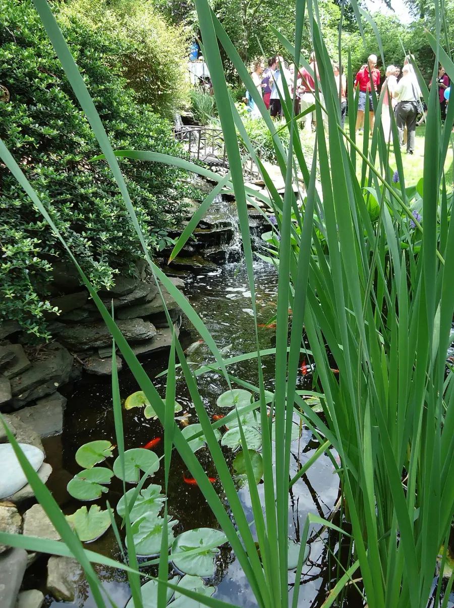 The Water garden card