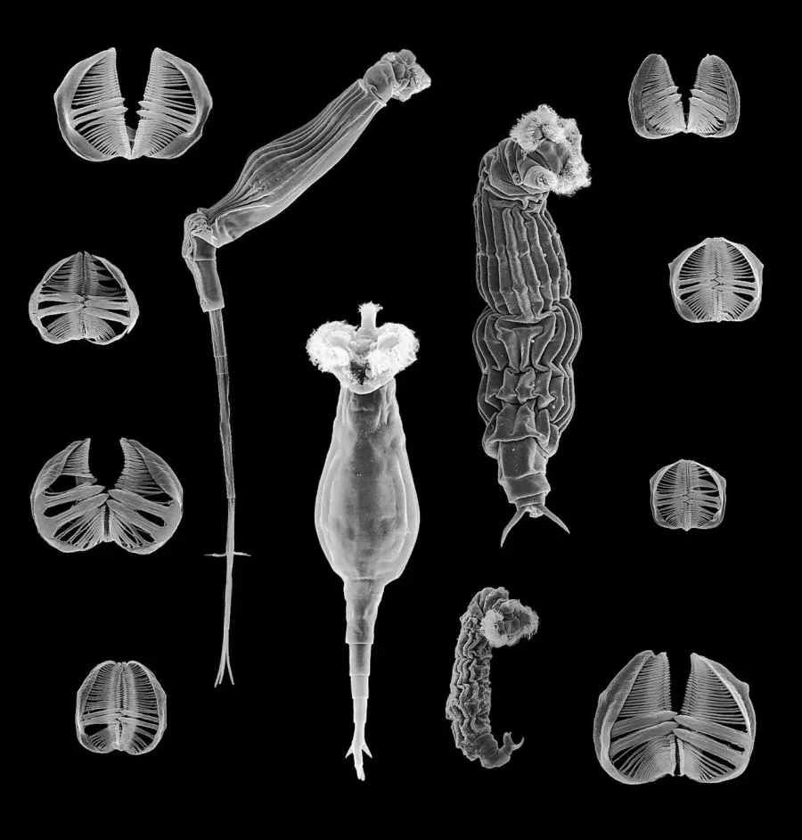 The Gnathifera card