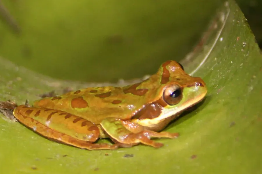 The New Granada cross-banded tree frog card