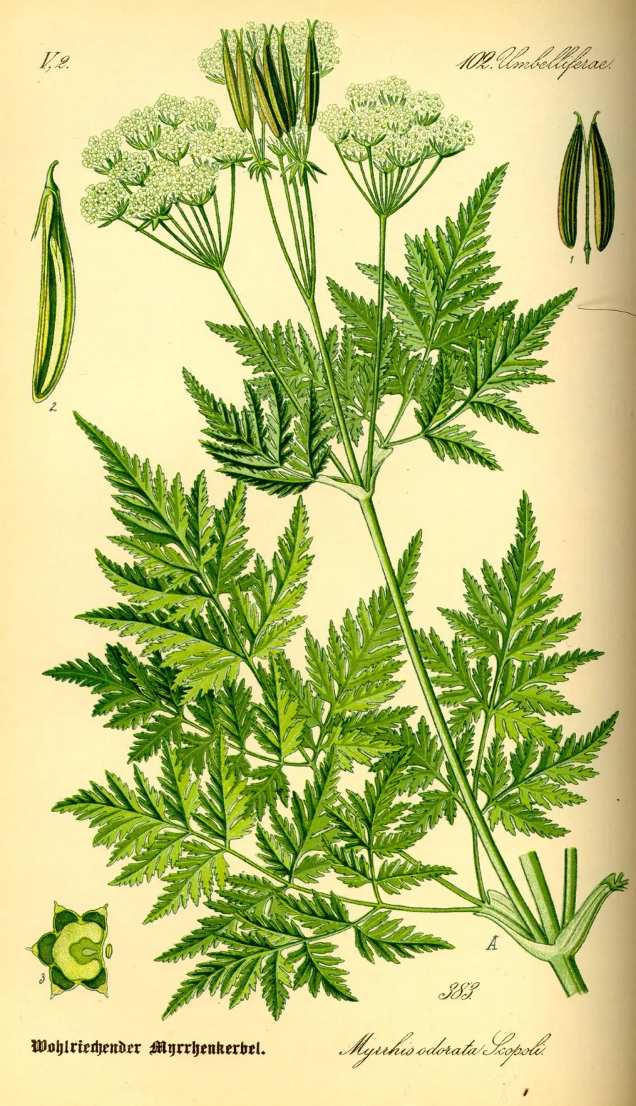 La carte Myrrhis odorata