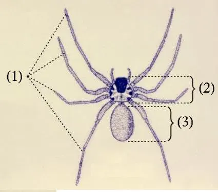 La carte Céphalothorax