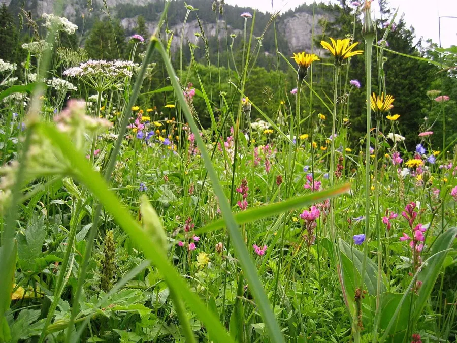 La carte Phytosociologie