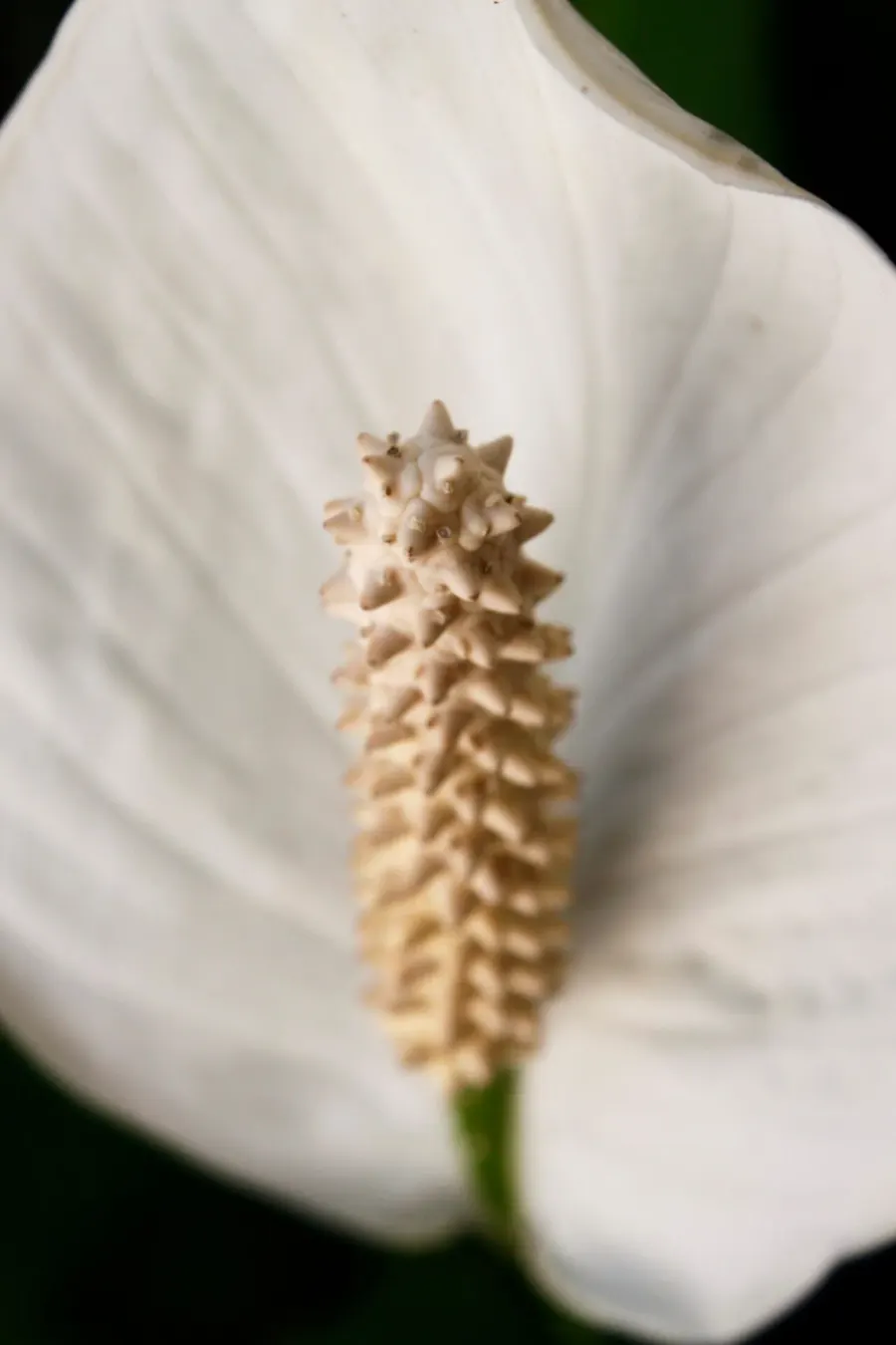 The Spadix card