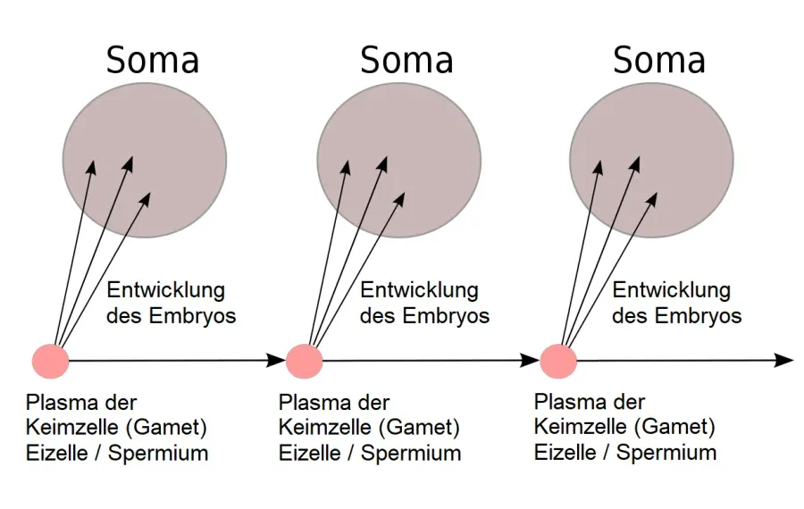 The Germline card