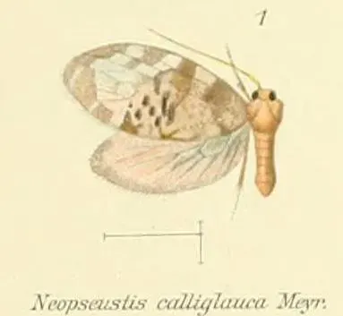 The Neopseustidae card