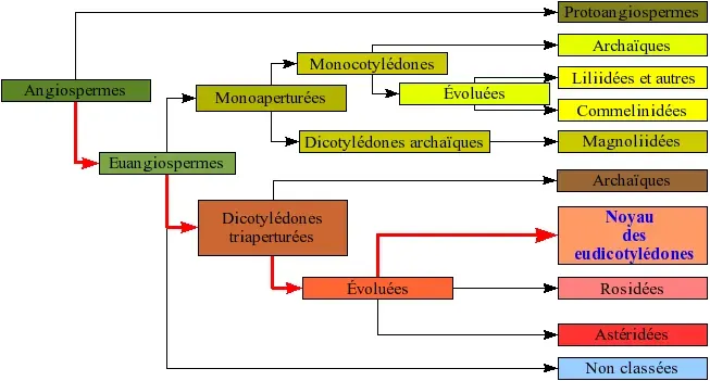 The Physenaceae card