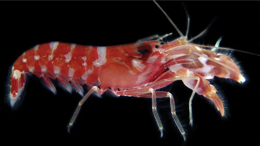 The Alpheoidea card