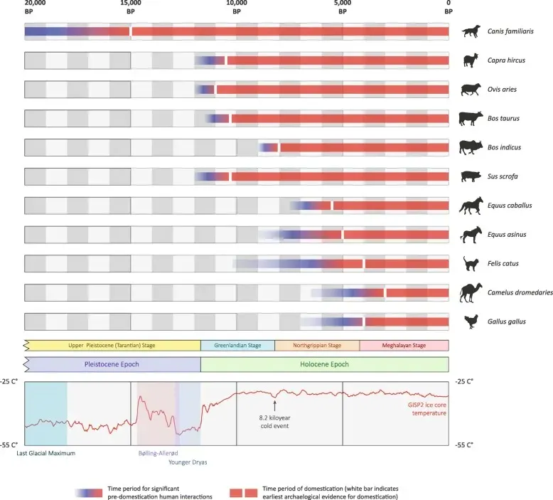 La carte Domestication
