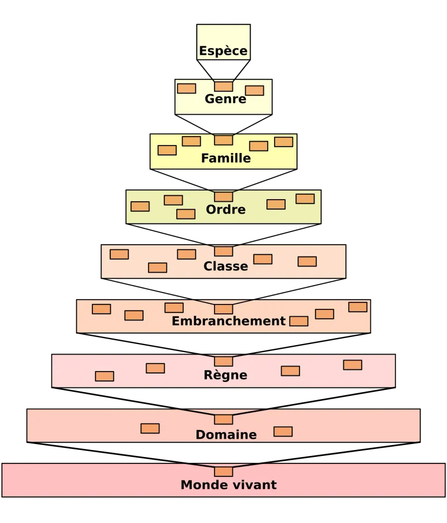 The Biological classification card