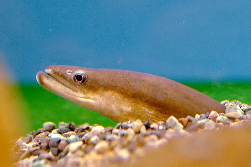 The Japanese eel card