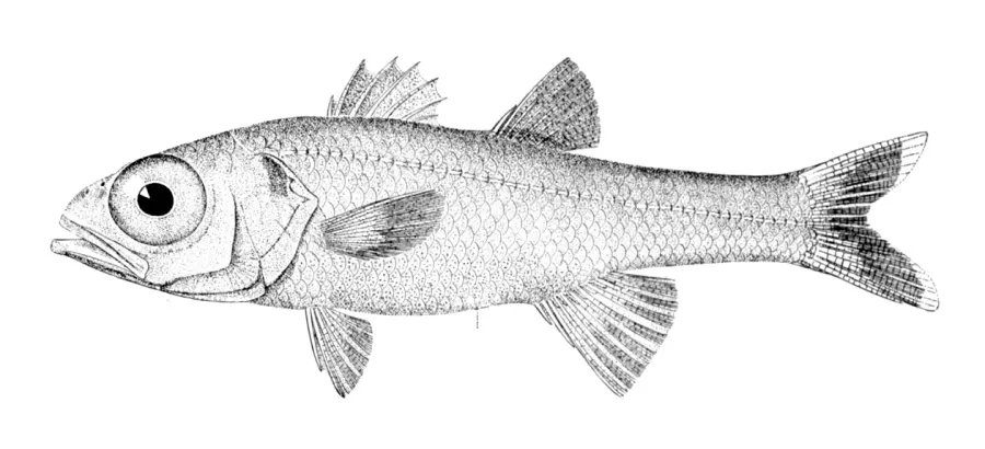La carte Epigonidae