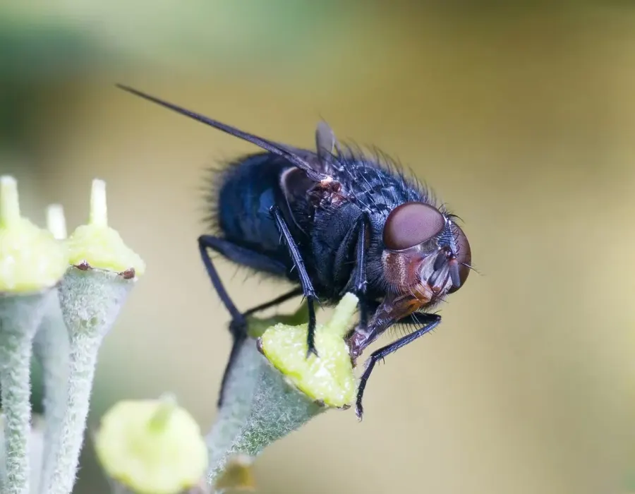 The Calliphora vomitoria card