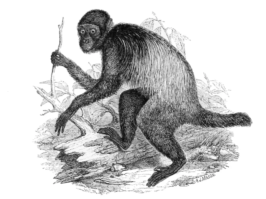 The Golden-backed uakari card