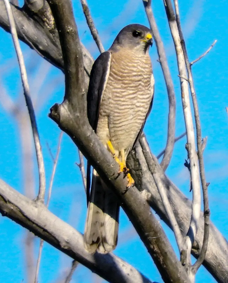The Levant sparrowhawk card