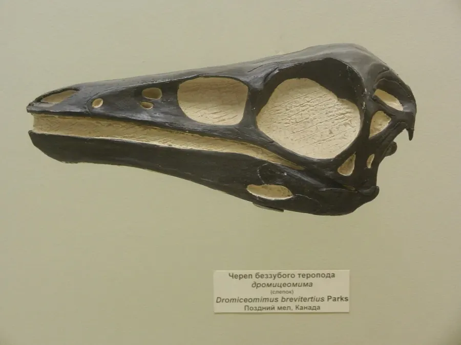 The Dromiceiomimus card