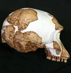 La carte Homo gautengensis