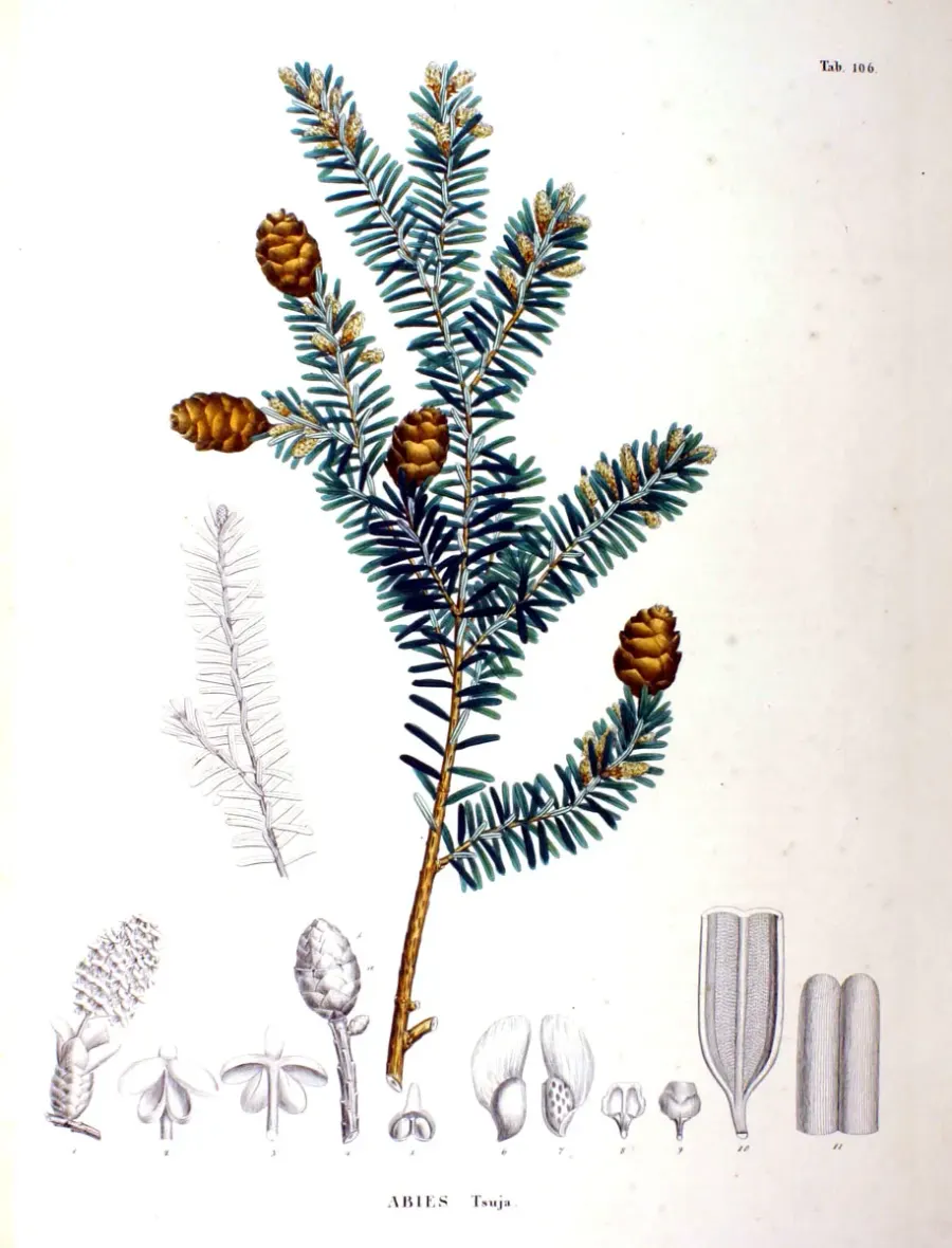 La carte Tsuga sieboldii