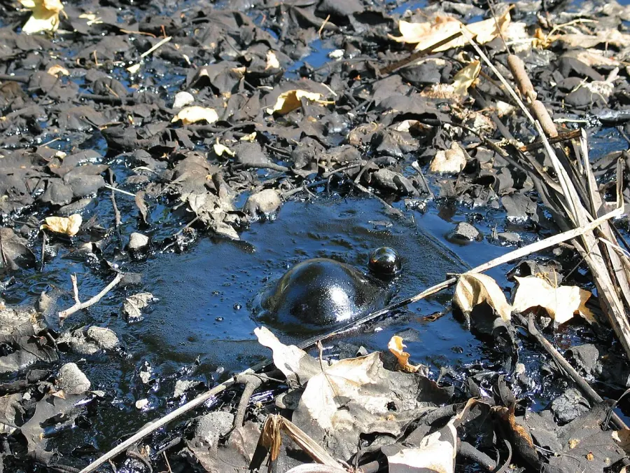 The La Brea Tar Pits card