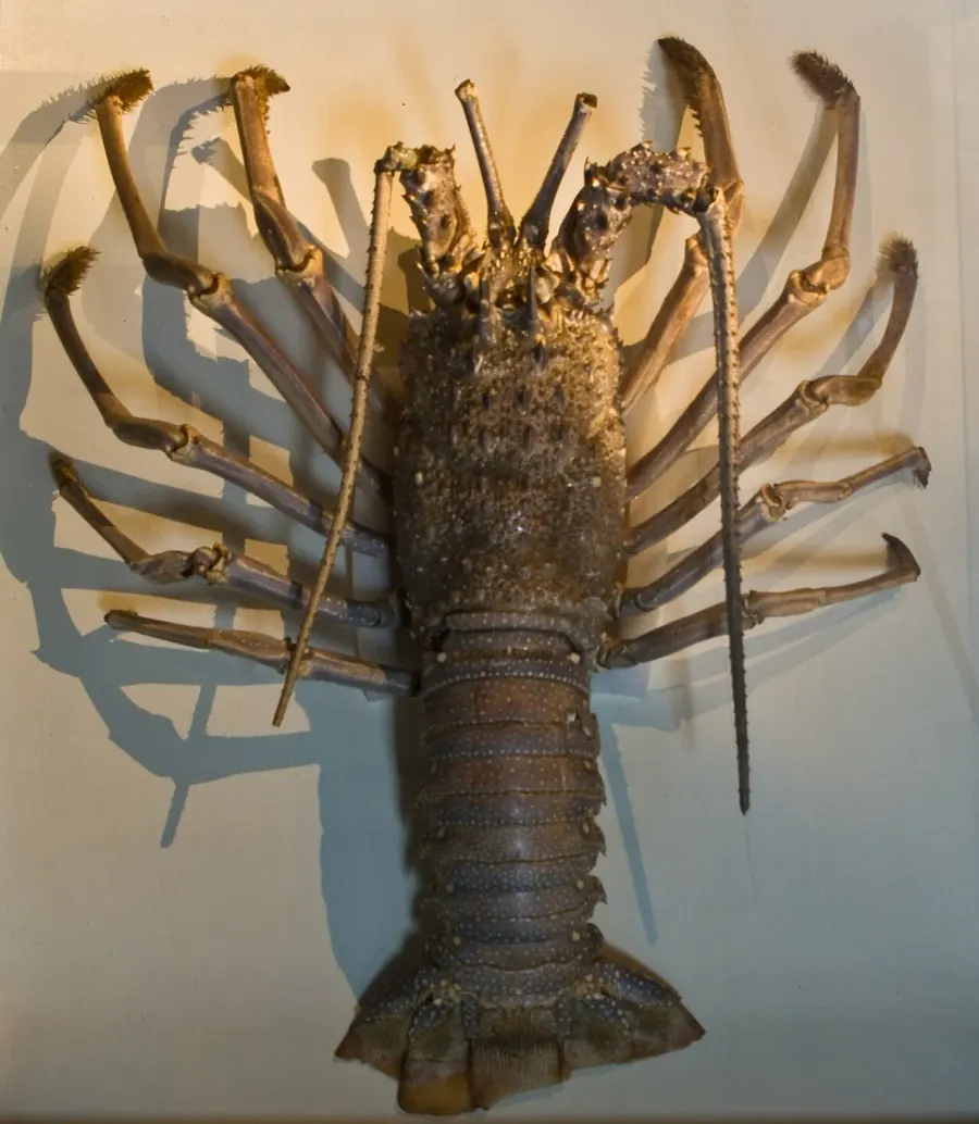 La carte Panulirus japonicus
