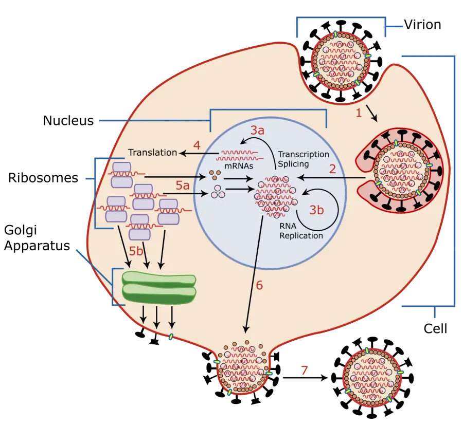 The Viral replication card