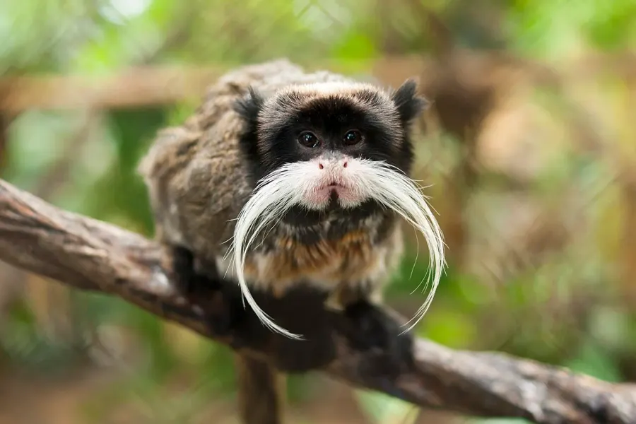 La carte Tamarin empereur