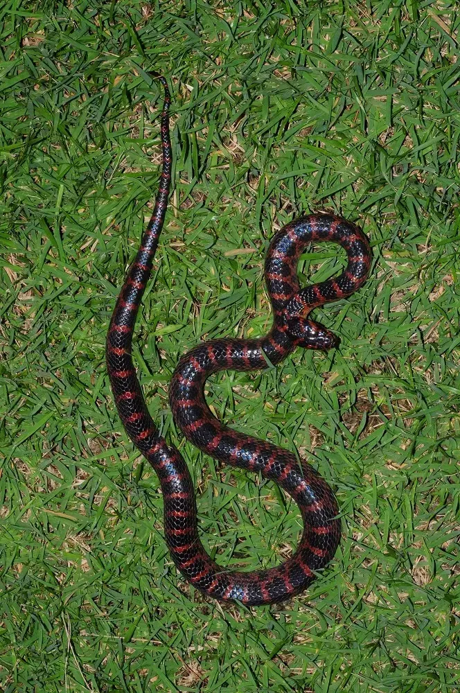 La carte Lycodon rufozonatus