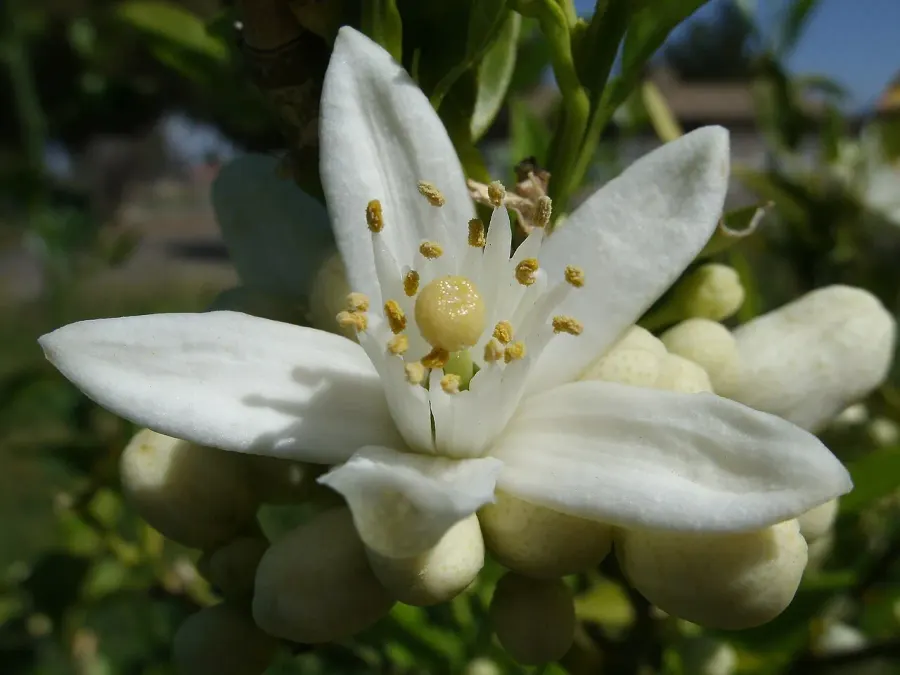 The Orange blossom card