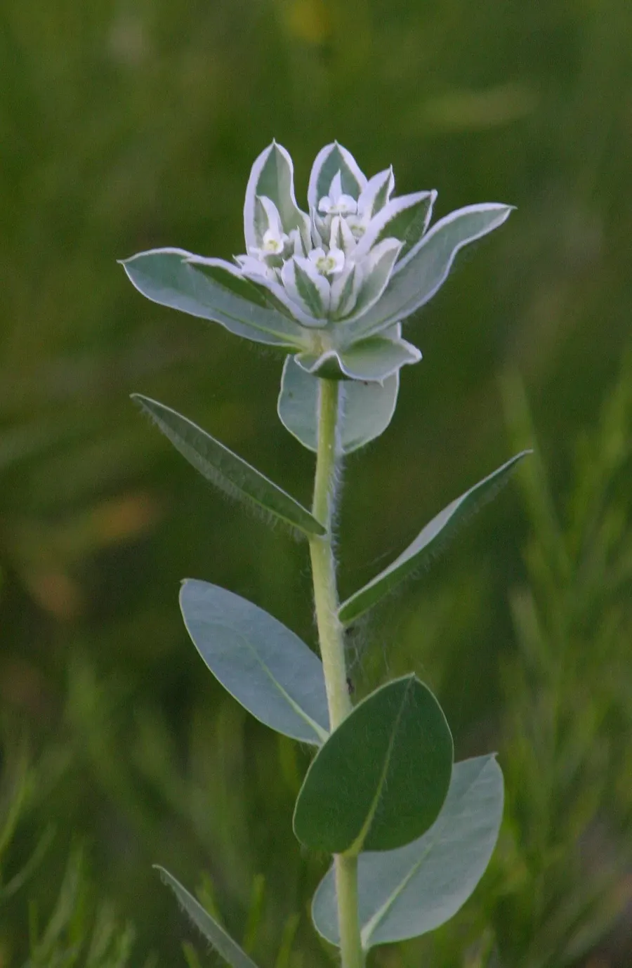 The Euphorbia marginata card