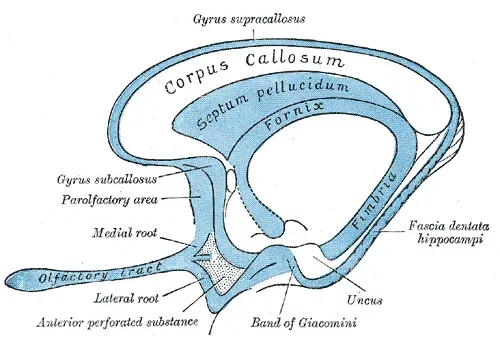 The Rhinencephalon card