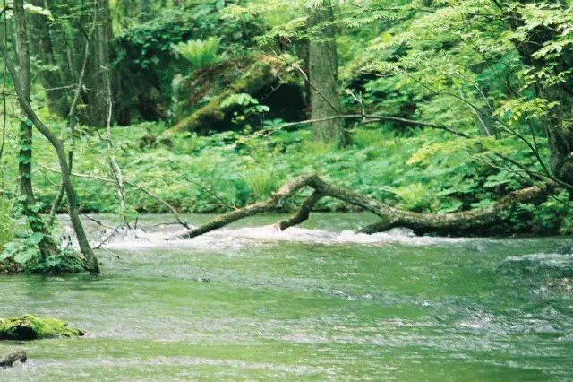 The Oirase River card