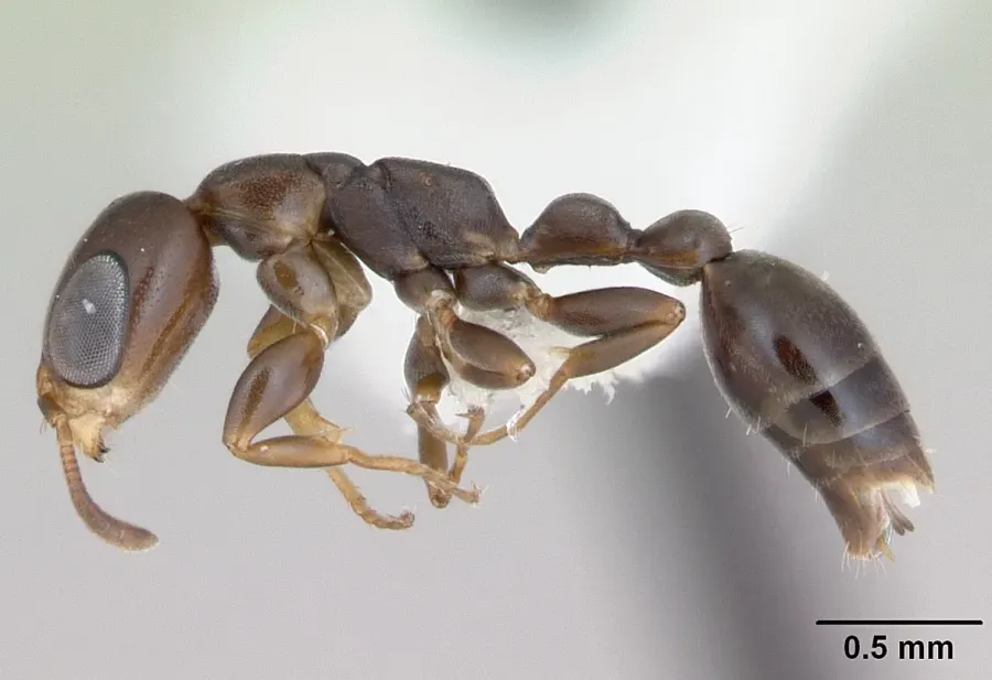 La carte Pseudomyrmex