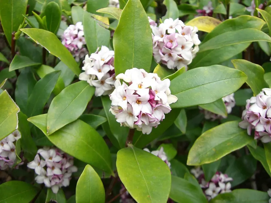 The Daphne odora card