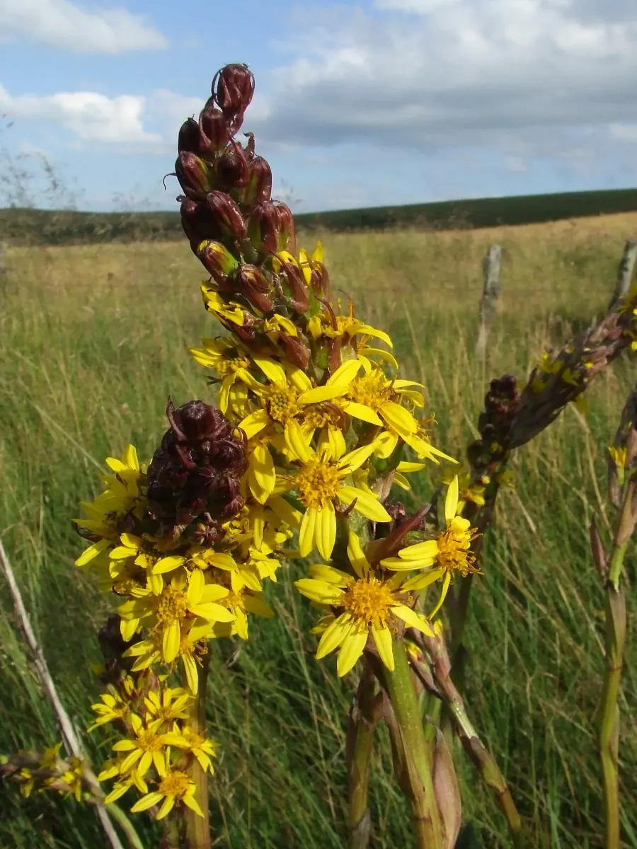 La carte Ligularia