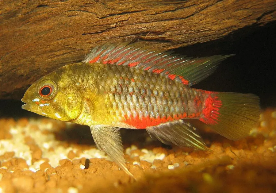 The Apistogramma hongsloi card