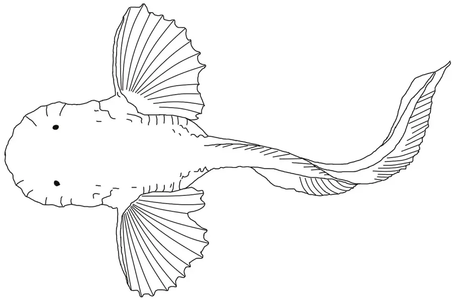 La carte Pseudoliparis amblystomopsis