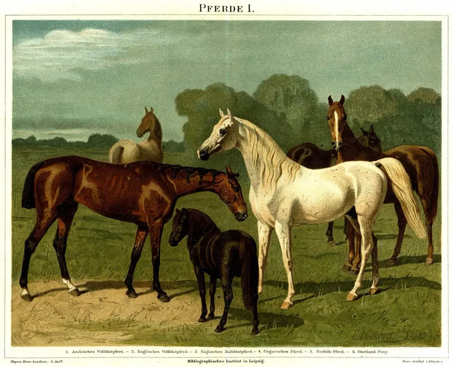 The Horse breed card