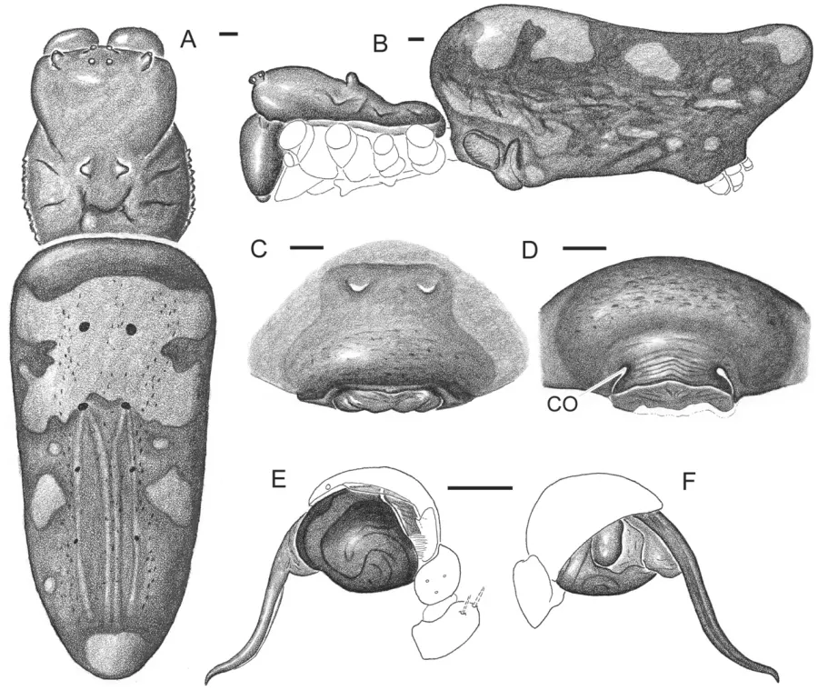 The Trichonephila komaci card