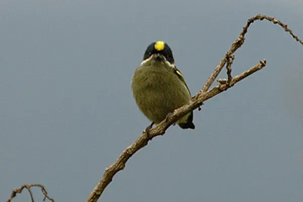 The Western tinkerbird card