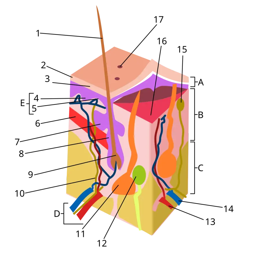La carte Hypoderme