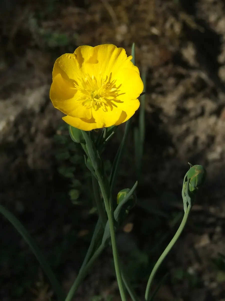 The Ranunculus gramineus card