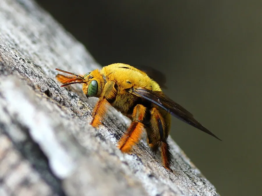 La carte Xylocopa