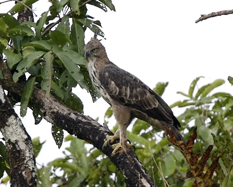 La carte Aigle huppé